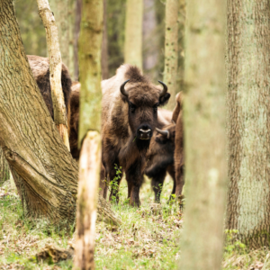 Local inspiration: Romania's eco-tourism leadership 