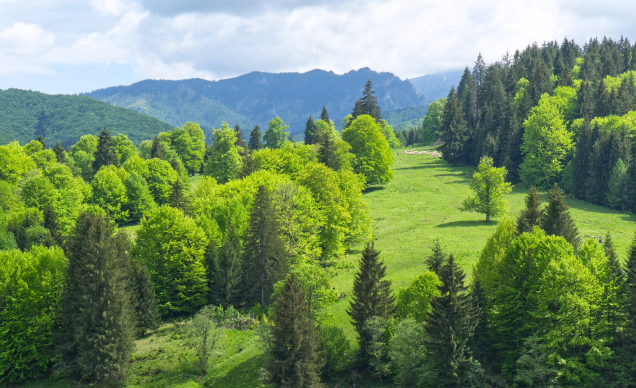 Vama Buzăului is gaining international attention. The Valley Resort is already part of that story.